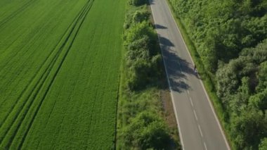 Couple of bicyclists rides on asphalt road past protective forest belt. Bicyclists ride temperate past planted field aerial view