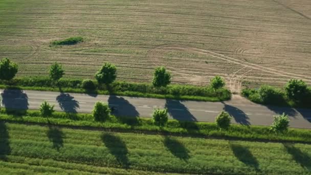 Motorcyclist Approaches Cars Asphalt Road Motorbiker Rides Fields Wind Break — Vídeo de Stock