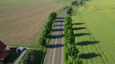 Motorcyclist rides on long roadway past protective plantations. Motorbiker rides between yellow and green fields at sunset aerial view