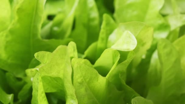 Footage Fresh Green Lettuce Leaves Salad Healthy Organic Food Concept — Video Stock