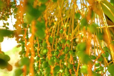 Unripe green fruits branches grow on date palm tree. Branches sway and tangle in wind at back sunlight. Palm tree casts shadow closeup