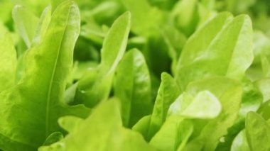 Footage of fresh green lettuce leaves for salad. Healthy and organic food concept. Vegetarian or vegan food.