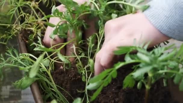 Close Woman Hand Planting Flower Pot — Stockvideo