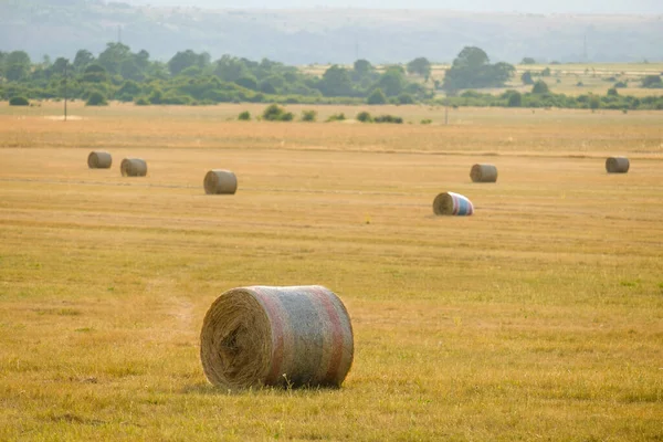 Large Fresh Bales Hay Scattered Huge Yellow Field Distant Forest —  Fotos de Stock