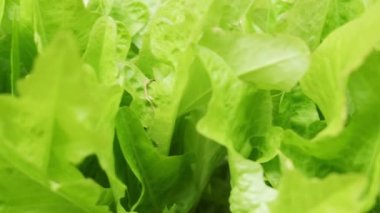 Footage of fresh green lettuce leaves for salad. Healthy and organic food concept. Vegetarian or vegan food.