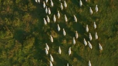 Herd of hungry white cows walks to pasture to eat fresh grass in countryside. Domestic animals graze on grassland in summer upper aerial view