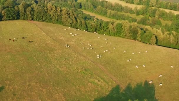 Herd Cows Grazes Scattered Large Meadow Trees Growing Long Rows — Vídeo de Stock
