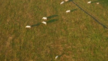 White cows eat fresh grass on meadow in countryside at sunset. Herd of hungry cattle grazes on alpine pasture in summer aerial view
