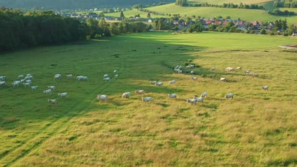 White Cows Graze Pasture Fresh Green Grass Sunny Summer Day — Vídeo de Stock