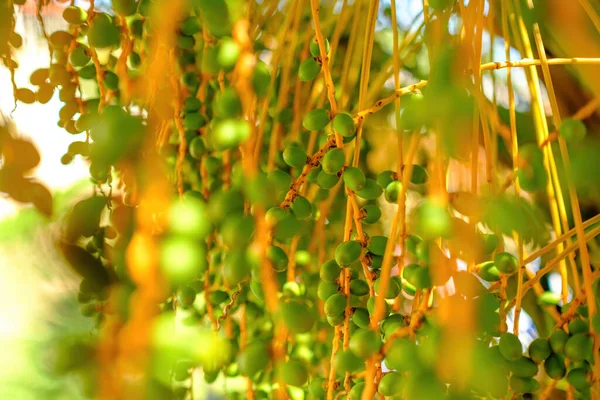 Palm Trees Unripe Dates Branches Summer Day — Fotografia de Stock