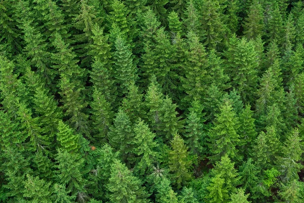Aerial Top View Green Spruce Trees Top Forest Summer Czech Fotografia Stock