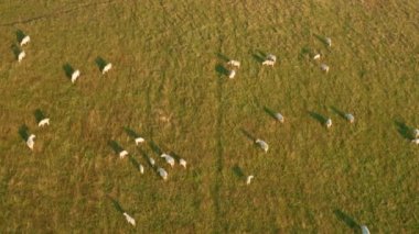 Domestic cows rest on meadow grass to provide fresh milk to farmers. Herd of cattle grazes in countryside at summer sunset upper aerial view
