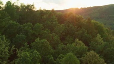 Bright sun sets behind forestry hills illuminating lush treetops in dense forest. Green trees grow in highland at sunset aerial view