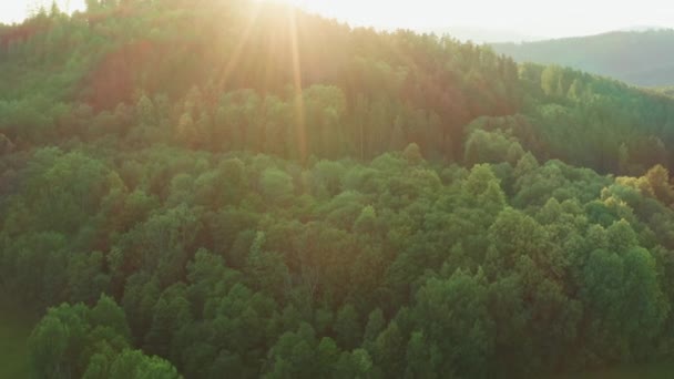 Sun Shines Lush Treetops Dense Forest Highland Bright Sunlight Illuminates — Video Stock