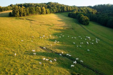 Domestic cows rest on meadow grass to provide fresh milk to farmers. Herd of cattle grazes in countryside at summer sunset upper aerial view