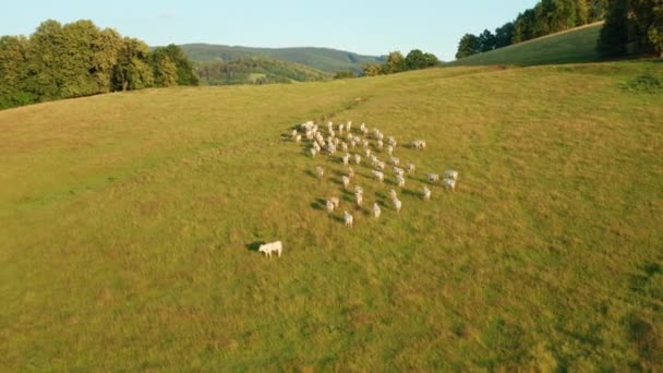 Herd White Cows Grazes Pasture Fresh Grass Highland Sunny Day — Stock videók