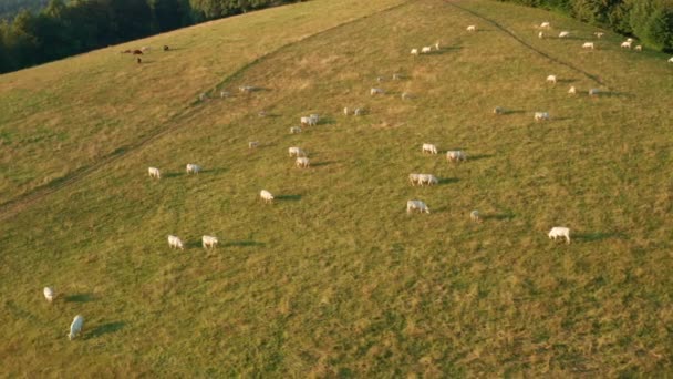 Cows Eat Fresh Grass Alpine Pasture Provide Delicious Milk Herd — Vídeo de Stock