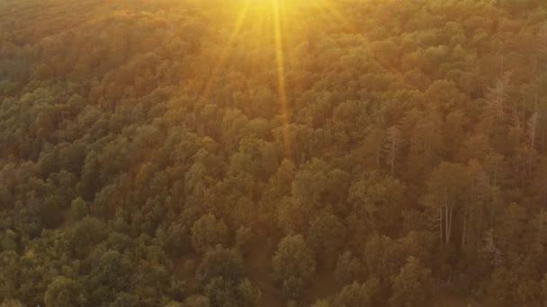 Fly Foliage Forest Sunlight Forest Protection Climate Changes Concept — Vídeo de Stock