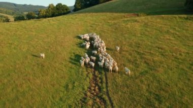 White cows eat fresh grass on pasture in countryside on hot sunny day. Herd of domestic animals graze to give organic tasty milk aerial view