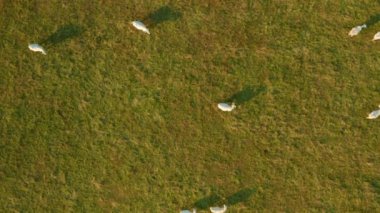 White cows graze on farmland with fresh grass in rural area. Domestic animals look for food on large meadow at sunset twilight upper aerial view