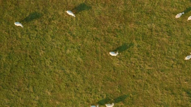 White Cows Graze Farmland Fresh Grass Rural Area Domestic Animals — Stockvideo