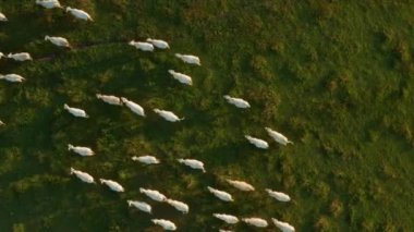 Beyaz sığır sürüsü gün batımında yeşil çimlerle tarlada yürüyor. Aç evcil inekler taze süt havası sağlamak için çayırlarda otlarlar.