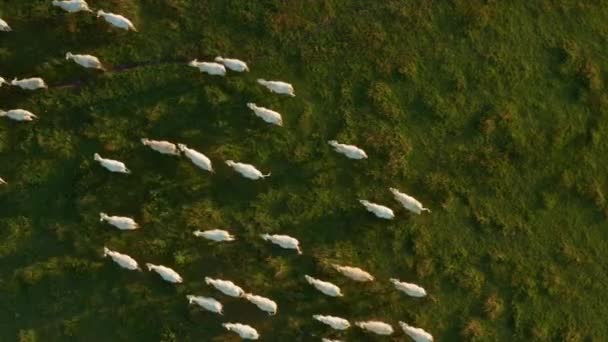 白い牛の群れが夕暮れ時に緑の芝生の上を歩く 牧草地で空腹の国産牛の放牧新鮮な牛乳を提供する航空ビュー — ストック動画
