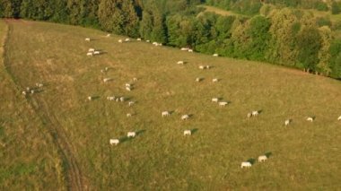 White cows graze on large mountain meadow with grass in highland. Herd of cattle on pasture in countryside on sunny summer day aerial view