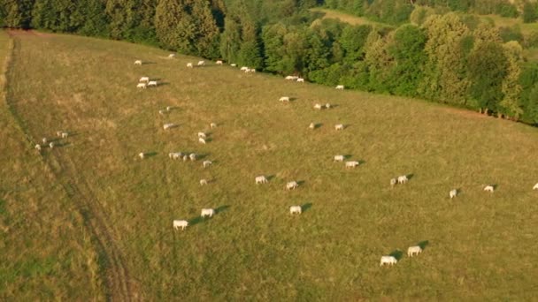 White Cows Graze Large Mountain Meadow Grass Highland Herd Cattle — Stockvideo