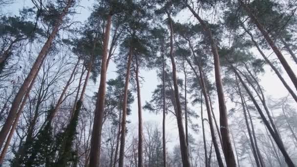 Pinheiros Balançam Vento Leve Floresta Inverno Árvores Criar Espírito Férias — Vídeo de Stock
