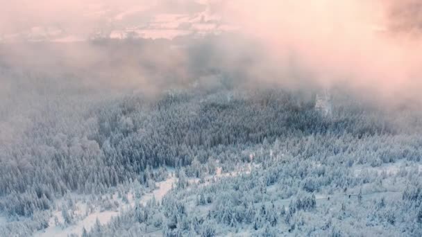 Плотный Туман Окружает Огромную Лесную Гору Покрытую Снегом Вечнозеленые Хвойные — стоковое видео