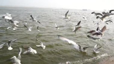 Göl ve Nehir manzarası