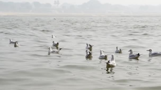 Göl Nehir Manzarası — Stok video