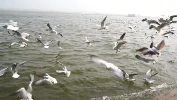 Vista Panorámica Del Lago Río — Vídeo de stock