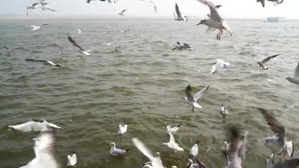 Krajinný Pohled Jezero Řeku — Stock video