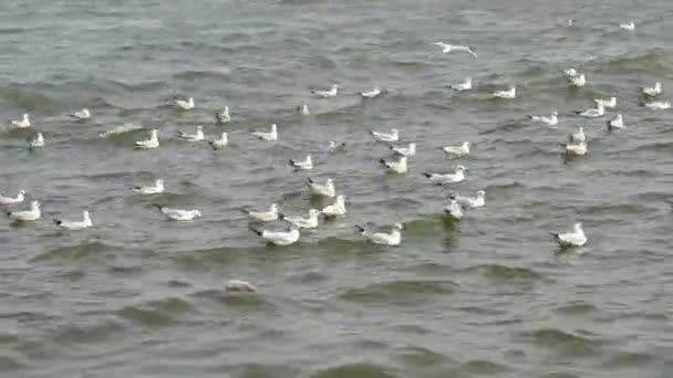 Widok Jezioro Rzekę — Wideo stockowe