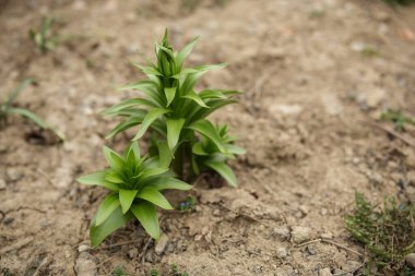 Bahçede çiçek yetişiyor, baharda yeşil çalı.