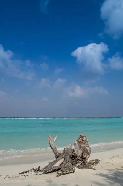 Ölü ağaç bir plajda - Maldivler — Stok fotoğraf