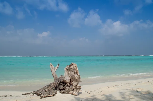 Isola tropicale - Maldive — Foto Stock