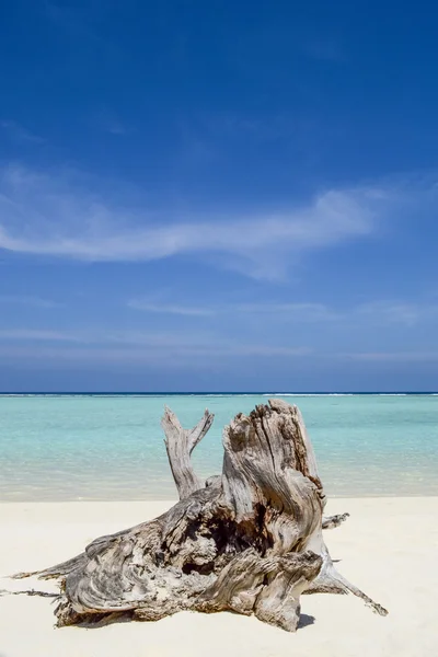 Tronco de árvore na praia — Fotografia de Stock