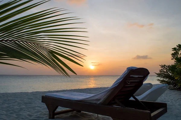 Palma sulla spiaggia - Maldive — Foto Stock