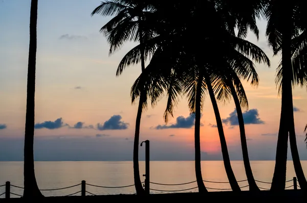 Palmy na plaży - Malediwy — Zdjęcie stockowe