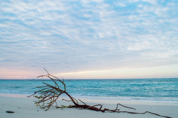 Dött träd på stranden — Stockfoto
