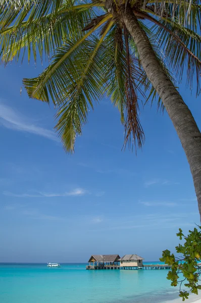 Palm tree and Beach — Stock Photo, Image