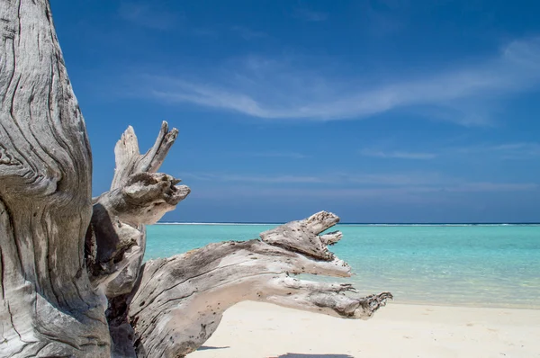 Κορμό δέντρου στην αμμώδη παραλία - Μαλδίβες — Φωτογραφία Αρχείου