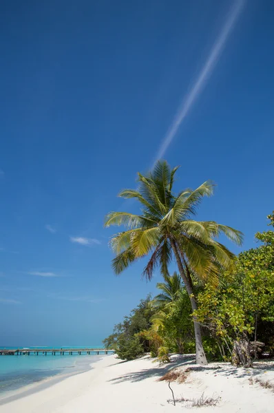 Palma sulla spiaggia - Maldive — Foto Stock