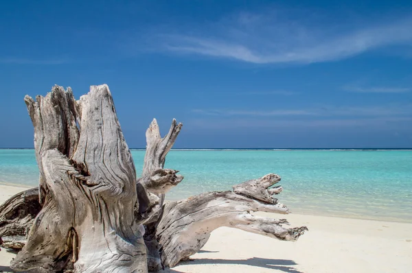 Tronco d'albero lasciato sulla sabbia - Maldive — Foto Stock