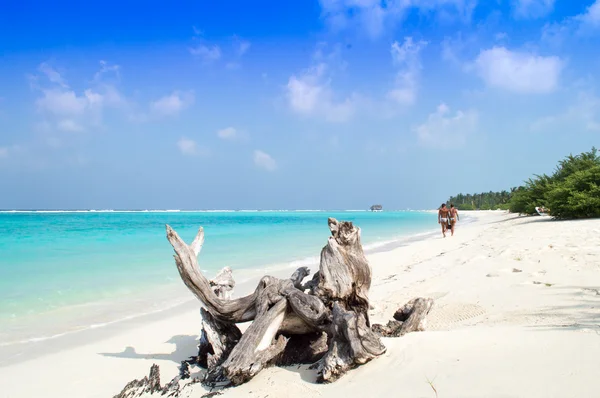 Bagagliaio sulla spiaggia di sabbia - Maldive Fotografia Stock
