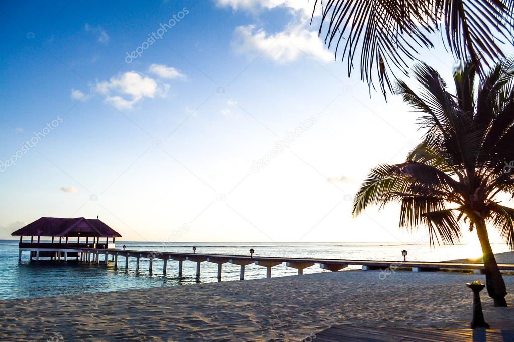 Palm Tree on the Beach - Maldives