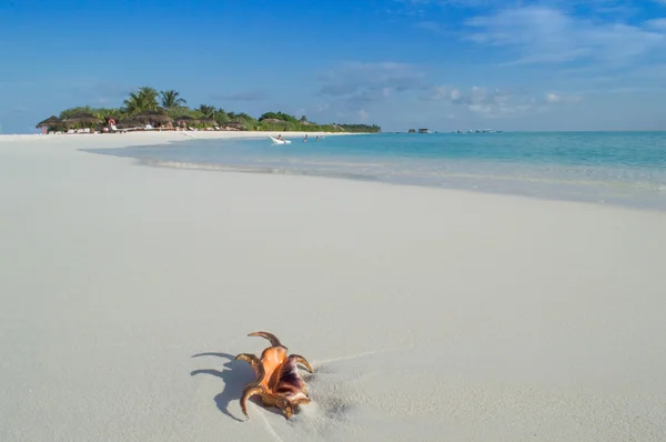 Praia Natural Sandy - Maldivas — Fotografia de Stock